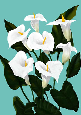 Calla lily