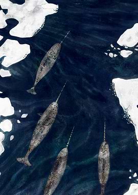 Narwhals