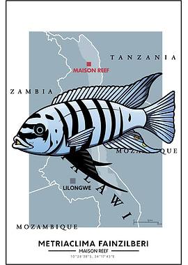 Metriaclima Maison Reef