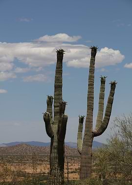 Organ Pipe Cactus