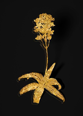 Gold Botanical on Black