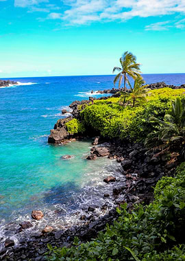 Palm Tree on Black Sands