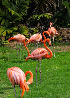 Flamingoes By The Beach