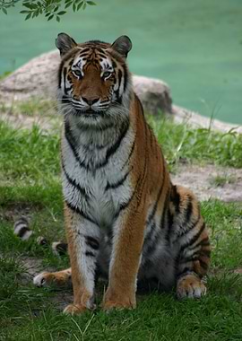 Bengal Tiger