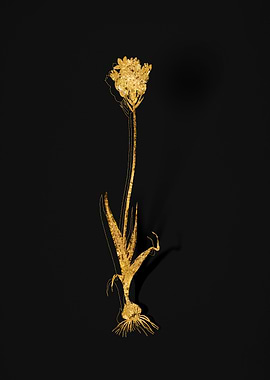 Gold Botanical on Black