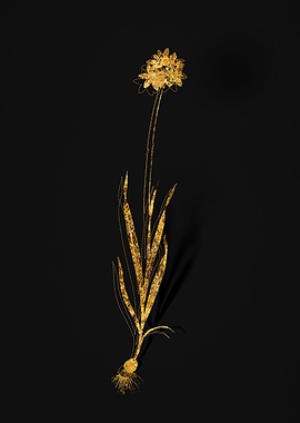 Gold Botanical on Black