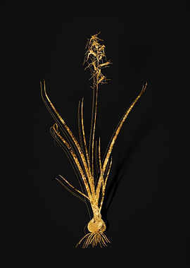 Gold Flower on Black