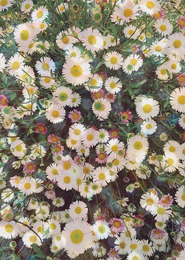 Daisy Garden