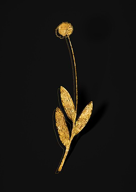 Gold Botanical on Black