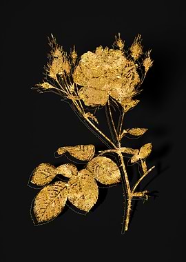 Gold Botanical on Black