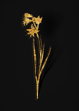 Gold Botanical on Black