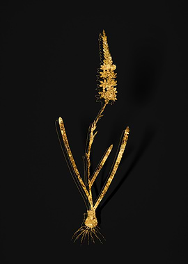 Gold Flower on Black