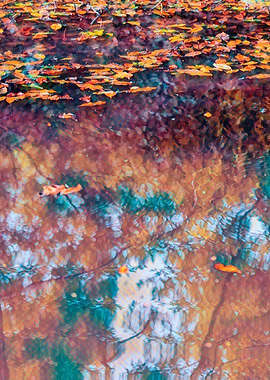 autumn reflection on lake