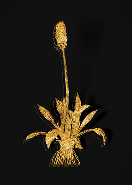 Gold Botanical on Black
