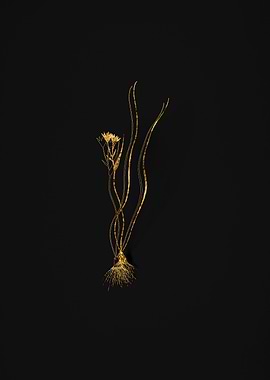 Gold Botanical on Black