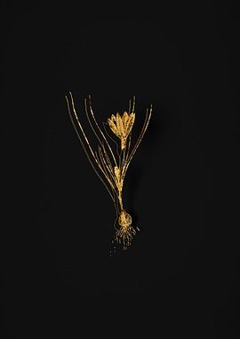 Gold Flower on Black