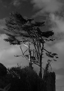 Coastal Windswept Tree