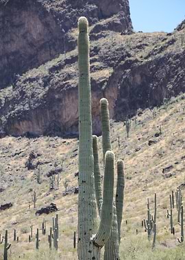 Organ Pipe Cactus