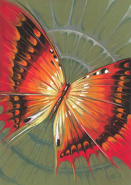 Butterfly 3