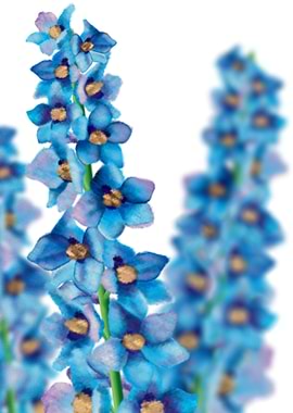Delphiniums