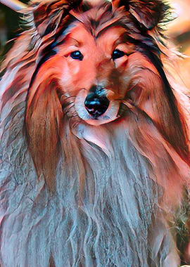 cute border collie dog