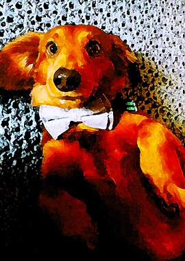 Long haired Dachshund