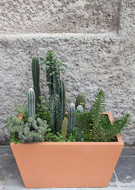 Cactus Box