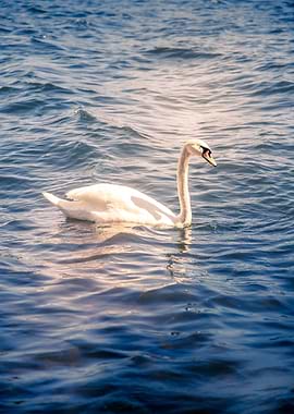 Swan