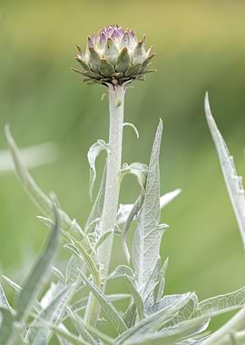 cynara scolymus plant