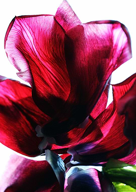 Flower Petals Photography