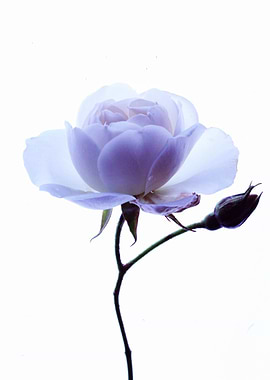 Rose Flower Lightbox