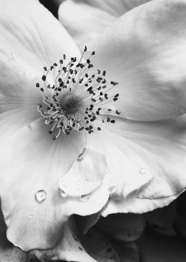 Black and White Floral I