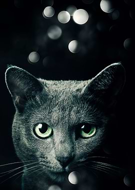 Cool Cat face poster