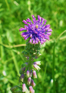 Purple flower in the grass