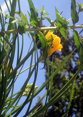 Yellow Spring Flower