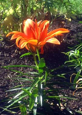 Garden Flower Orange