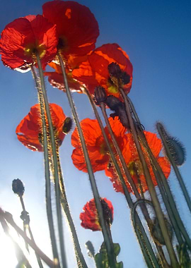 Tall Poppies