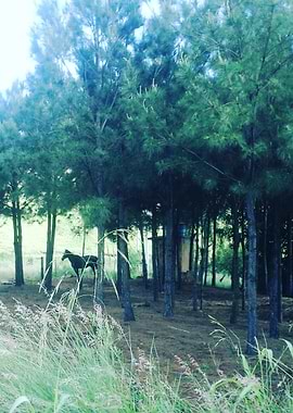 Cavalo entre arvores