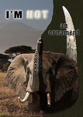 I am not an ornament