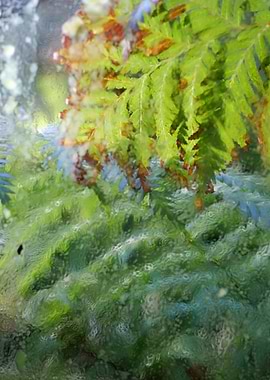 Glasshouse Ferns
