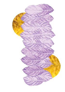 leaves sunset sunrise