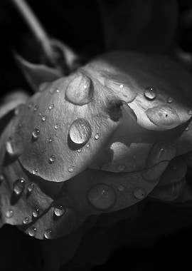 Black and White Floral II