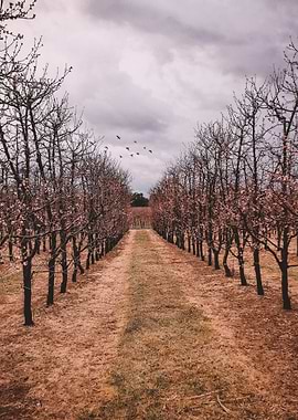 Cherry Blossom Scene