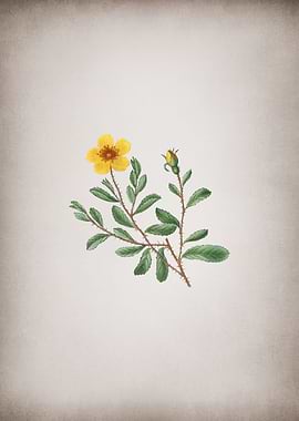 Vintage Sweetbriar Rose