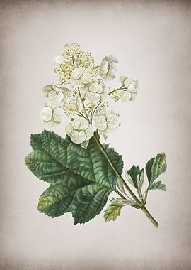 Oakleaf Hydrangea