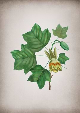 Vintage Tulip Tree