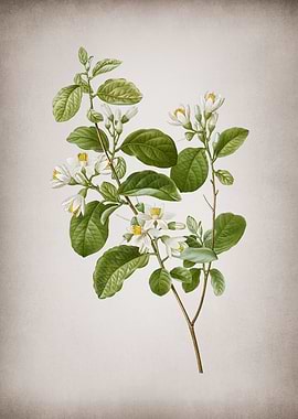 Vintage Snowdrop Bush