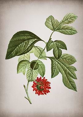 Vintage Paper Mulberry