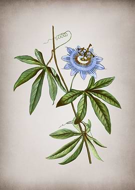 Vintage Blue Passionflower