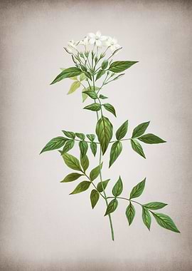 Vintage Jasmin Officinale